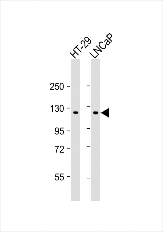 WB - SCAP Antibody (N-term) AM8668b